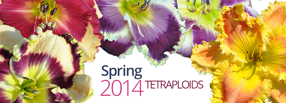 banner 2014 spring tetraploids