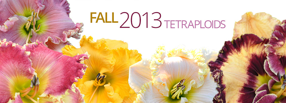 banner 2013 fall tetraploids